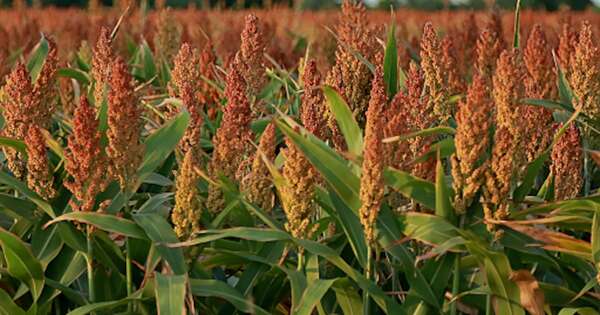 Diario HOY | Cultivo del sorgo va ganando terreno en varias regiones del país y se impone ante el maíz