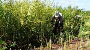 Diario HOY | Falta de lluvia provoca retraso de las siembras