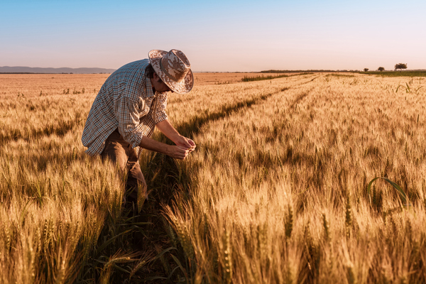 Trigo zafra 2024: los envíos aumentaron 76% hasta el mes de enero | Agronegocios | 5Días