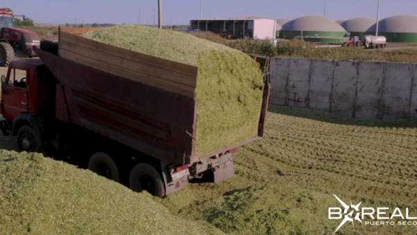 Cultivo de sorgo va ganando terreno en zonas productivas del país - Unicanal