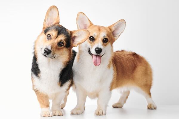 Este es el Corgi, un pequeño pero muy expresivo y amoroso perro - Mascotas - ABC Color