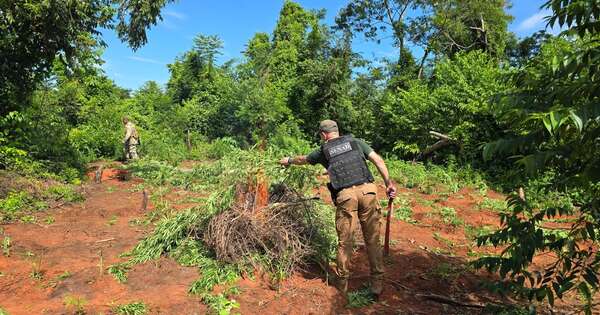 Diario HOY | Anulan 16,5 toneladas de marihuana tipo skunk