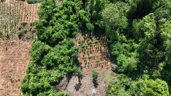 Ojehapy 16,5 tonelada marihuana rehegua San Pedro-pe, ovaléva USD 2.000.000 - .::Agencia IP::.