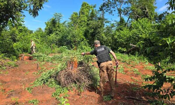 Anulan 16,5 toneladas de marihuana tipo skunk – Prensa 5