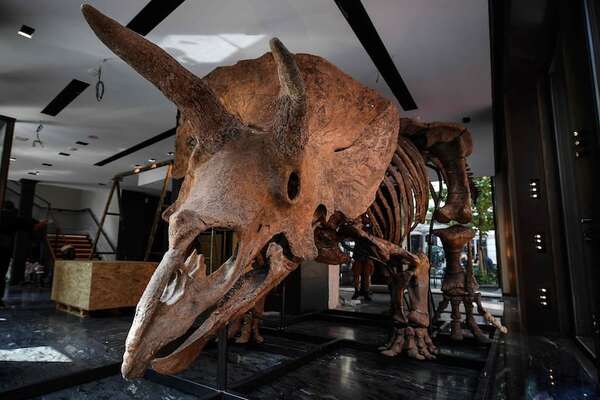 Fuera de las subastas mediáticas, hay un lucrativo mercado de restos de dinosaurios - Ciencia - ABC Color