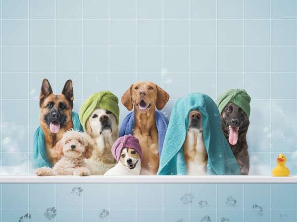 Cómo mantener la higiene de tu mascota: baños, limpieza de orejas y corte de uñas - Mascotas - ABC Color