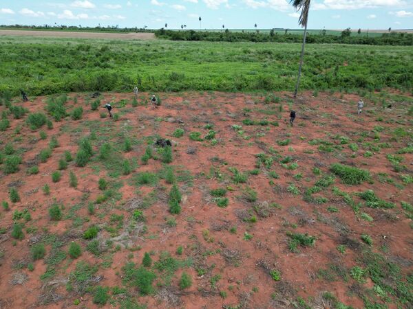 SENAD anula producción de 16,5 toneladas de marihuana en la Colonia Agüerito, San Pedro