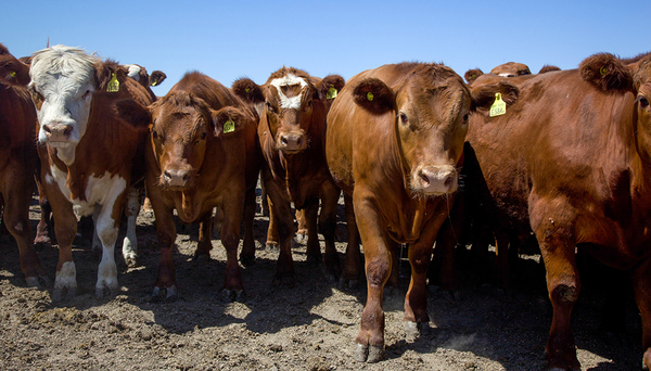 Argentina levantó la prohibición de exportar ganado en pie