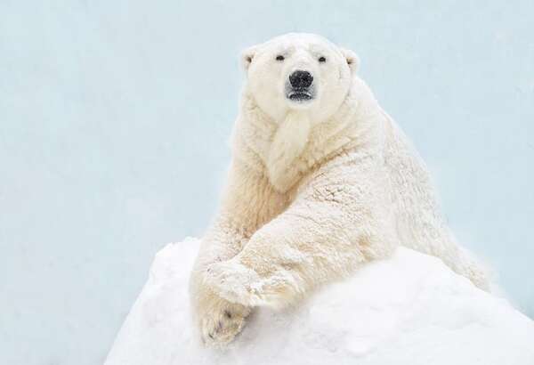 Día Internacional del Oso Polar: ¿cuál es la situación actual de este animal? - Ciencia - ABC Color