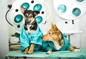 Día Mundial de la Esterilización Animal: razones para esterilizar a una mascota - Mascotas - ABC Color