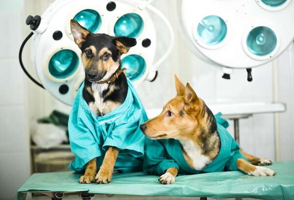 Día Mundial de la Esterilización Animal: razones para esterilizar a una mascota - Mascotas - ABC Color