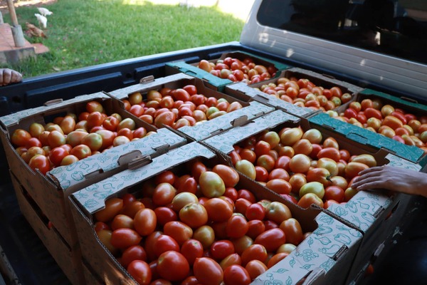 Productores de Caazapá abastecen Programa Hambre Cero con 1.250 kilos de hortalizas - .::Agencia IP::.