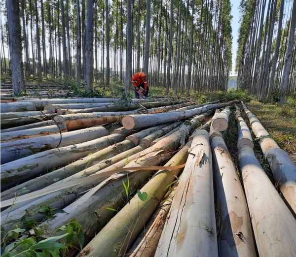 Exportación forestal inicia el 2025 con USD 5 millones, liderada por el carbón vegetal, madera contrachapada y aserrada - MarketData