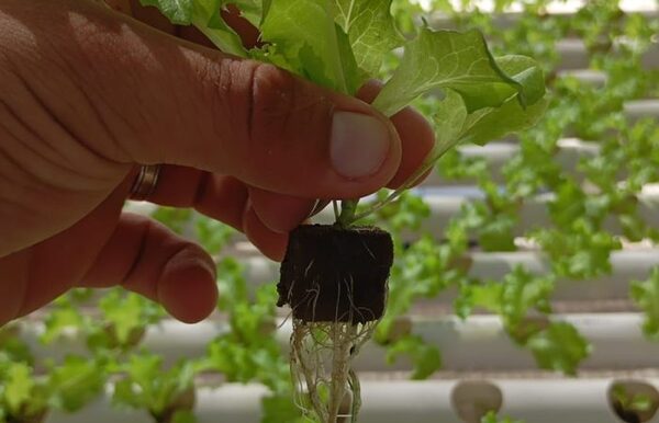 Presos producen lechuga hidropónica en la cacerolita