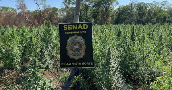 La Nación / Bella Vista Norte: destruyen 27 toneladas de marihuana y provocan pérdida de USD 800 mil a narcos