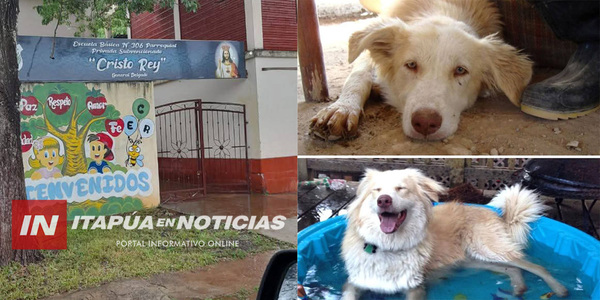 PERRO HABRÍA SIDO ASESINADO A MARTILLAZOS EN ESCUELA DE GRAL. DELGADO