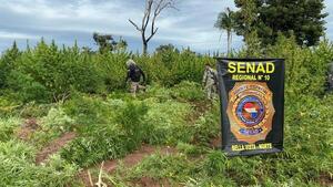 Senad eliminó 27 toneladas de marihuana en Bella Vista Norte - ADN Digital