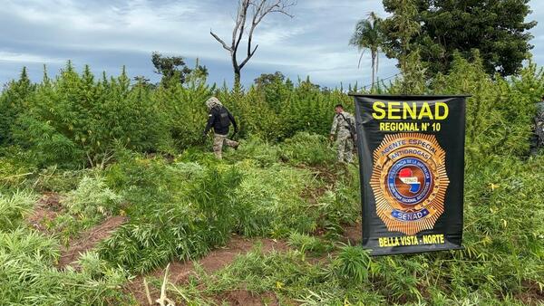 Senad eliminó 27 toneladas de marihuana en Bella Vista Norte - ADN Digital