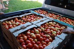 Programa Hambre Cero beneficia a productores de Caazapá con venta de hortalizas para escuelas - ADN Digital