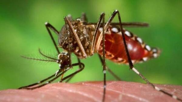 Baja circulación del dengue, pero atención ante nuevos brotes y serotipos - ADN Digital