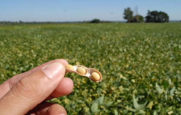 Soja: la zafriña será “clave” para precisar resultados de una campaña agrícola desafiante - Economía - ABC Color