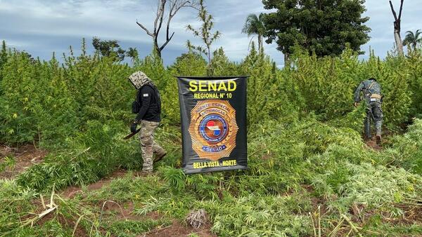 Senad destruyó más de 25 toneladas de marihuana en Bella Vista - trece