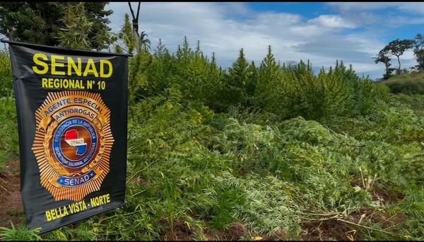 Unas 27 toneladas de marihuana fueron destruidas en Bella Vista Norte - 1000 Noticias