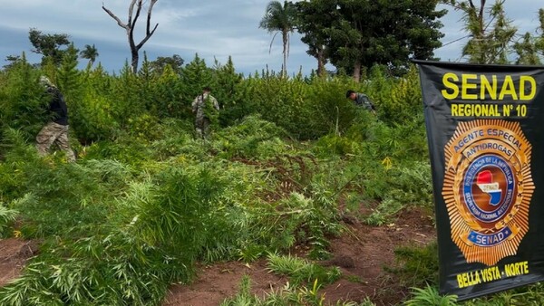 Senad destruye plantaciones de marihuana y campamentos narcos en Bella Vista