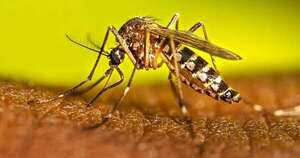 La Nación / Salud está en alerta ante el serotipo 3 del dengue