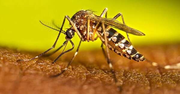 La Nación / Salud está en alerta ante el serotipo 3 del dengue