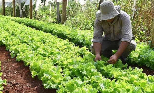 MAG y KOICA lanzan proyecto para fortalecer la competitividad hortícola en Paraguay