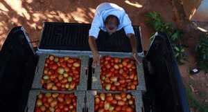 Productores lograron comercializar 1.250 kilos de hortalizas