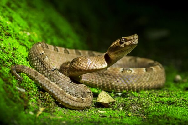 Cómo prevenir un accidente ofídico y qué hacer si fue mordido por una serpiente