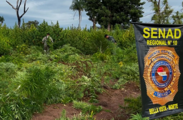 Operativo en Amambay: Eliminan marihuana y desmantelan campamentos