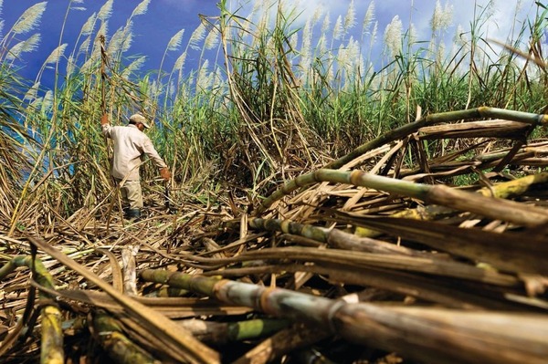 Industria azucarera alcanza récord histórico en producción - 1000 Noticias