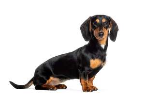 El Dachshund o perro salchicha es divertido y valiente, a pesar de su tamaño - Mascotas - ABC Color
