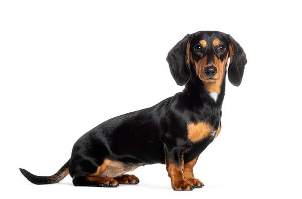 El Dachshund o perro salchicha es divertido y valiente, a pesar de su tamaño - Mascotas - ABC Color