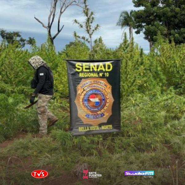 SENAD ARRASA CON 27 TONELADAS DE MARIHUANA EN BELLA VISTA NORTE - TVS