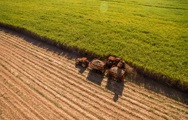 Sector azucarero produjo más de 170.000 toneladas en 2023, según UIP