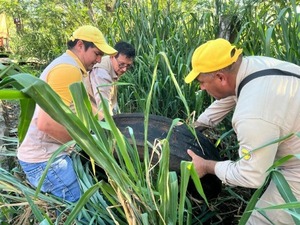 Ciudad del Este retira 768 criaderos de mosquitos en Minga Ambiental - ADN Digital