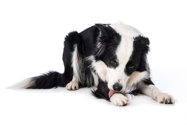 ¿Por qué mi perro se lame tanto?: posibles causas médicas y emocionales - Mascotas - ABC Color