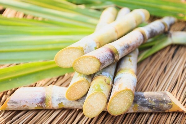 Industria azucarera alcanza récord histórico en producción