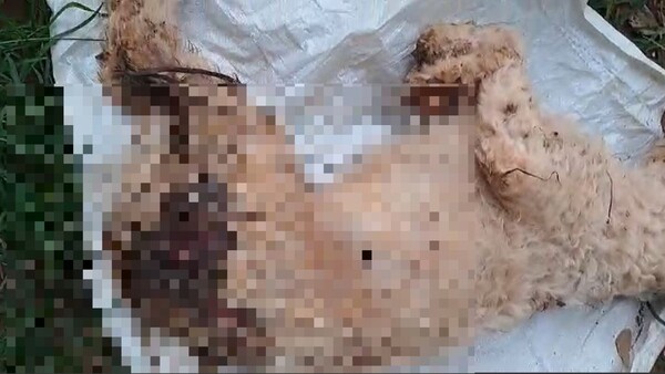 Asesinó a un perro por matar a sus gallinas
