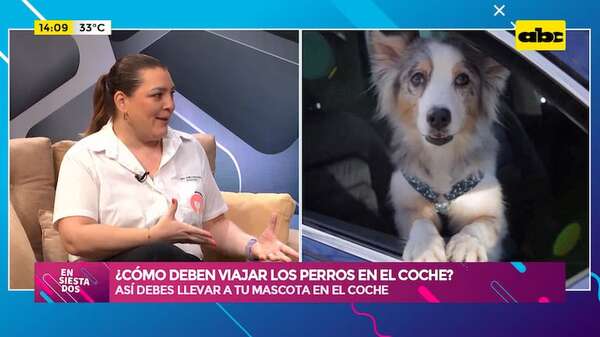 ¿Cómo deben viajar los perros en el coche?: recomendaciones de una veterinaria - Ensiestados - ABC Color