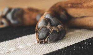 Denuncian a un religioso por presunto asesinato de un perro – Prensa 5