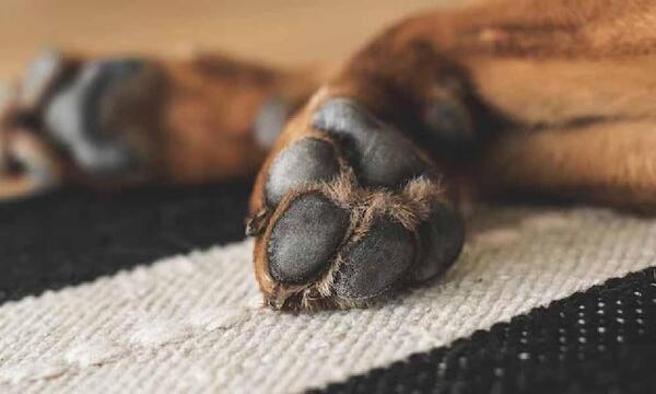 Denuncian a un religioso por presunto asesinato de un perro – Prensa 5