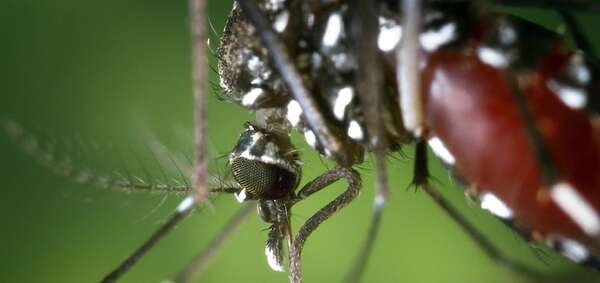 Dengue en meseta, pero con alto riesgo de ingreso de DENV3, advierten - Nacionales - ABC Color