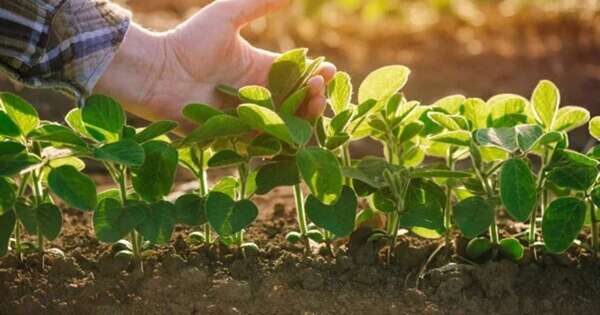 La Nación / Firman millonario acuerdo para construir planta de fertilizantes verdes en Villeta