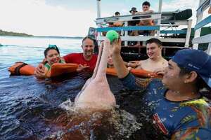Brasil: utilizan “delfinoterapia” para jóvenes con discapacidad  - Ciencia - ABC Color