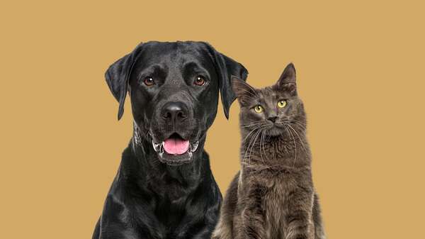 Estas son las razas de perros y gatos más populares en diferentes partes del mundo - Mascotas - ABC Color